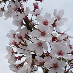 季節の花/夕方/桜の季節/桜の木/葉桜/おでかけ 夕方出かけたときに見た桜🌸

葉桜になり…(2枚目)