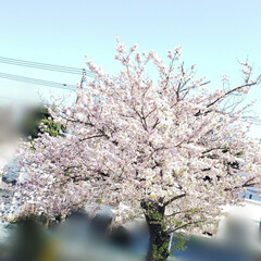 お花大好き/季節の花/桜の木 今年も見れました〜🌸


毎年綺麗に咲い…(1枚目)