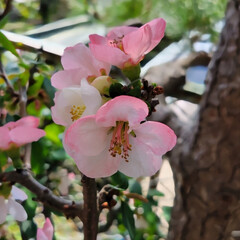 ボケの花/お花大好き/ガーデニング/我が家の庭の花/地植え/庭の花たち 我が家のボケの花

綺麗に咲いていたけど…(3枚目)