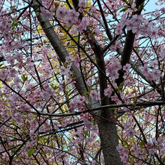 癒される時間/綺麗/桜/ドライブ/フォロー大歓迎/ピンク/... 伊豆の桜🌸
桜まつり会場までは
行かずだ…(2枚目)