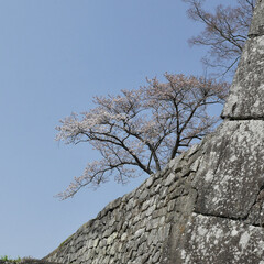 「小峰城の桜」(6枚目)