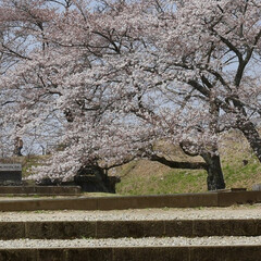 「小峰城の桜」(9枚目)