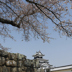 「小峰城の桜」(2枚目)