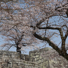 「小峰城の桜」(5枚目)