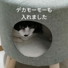 ペットスツール　良かった/夏休みガキンチョ/猫との暮らし＆多頭飼い/保護猫おっさんと、保護猫チビッコ/猫三昧　ねこだらけ/ニャンズの生活/... 久々ニャンズサラダバー😺

曇りだけど暑…(2枚目)