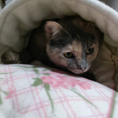 爪研ぎベッド/妊婦猫/マッサージ/ゲーム/新顔/野良猫/... 今日は、風呂屋マッサージ行ってきました😃…