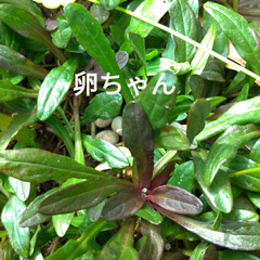 真夜中/ゴキ/サビ猫/三毛猫/サバトラ/キジトラ/... 爬虫類の卵は、隠してます😃
真夜中に横…