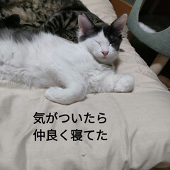 自律神経系失調症/猫の世界/保護猫＆サクラ耳猫/猫との暮らし＆多頭飼い 夕方雨が降ってきたけど
近所の祭りがして…(7枚目)