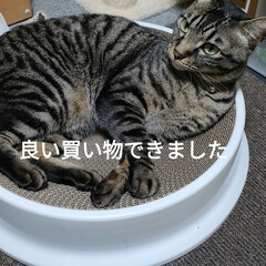 猫ストーリー/良い買い物/猫との暮らし＆多頭飼い/リハビリのガイコツ/身体バキバキッ/保護ニャンズ/... 今日も、湿度半端なくて首元ビシャビシャに…(2枚目)