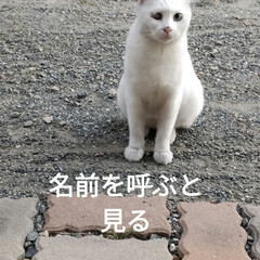 猫との暮らし＆多頭飼い　保護猫 あちらこちから、ニョキニョキ何か出てたが…(8枚目)