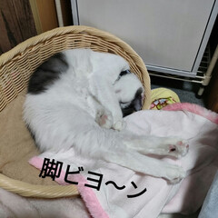 自律神経系失調症/猫の世界/保護猫＆サクラ耳猫/猫との暮らし＆多頭飼い 夕方雨が降ってきたけど
近所の祭りがして…(5枚目)