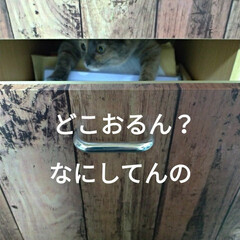 多肉植物/悪さ/薬/ニャンコ同好会/病院/猫との暮らし サクラが手が器用だから
引き出しとか扉あ…