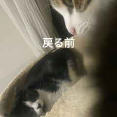 野良猫　保護猫/猫との暮らし&amp;多頭飼い/個人保護猫活動/野良猫　うめ物語/こんな事は初めて/出戻り子猫ちゃん うめ物語③
うめちゃん、金曜日の夕方帰っ…(7枚目)