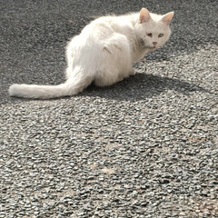 新参者/白猫/猫パンチ/ニャンズ同好会/多頭飼い/腰痛/... 少し前に妊婦で母の餌やり場所に　急に現れ…(1枚目)