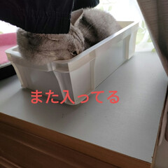 腰が痛いから病院/猫との暮らし＆多頭飼い/保護猫＆サクラ耳猫 夕方リハビリに行きまして、
筋肉固まりす…(5枚目)