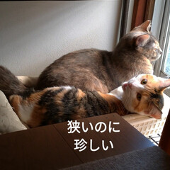 下肢静脈瘤/母/病院/すずめ/キャットタワー/可愛い/... ニャンコタワー🐱🤭
すずめも可愛い💕
…