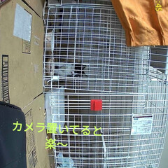 保護猫ハチワレアゴヒゲ面/過酷な野良猫生活/猫との暮らし＆多頭飼い/里親さん、ありがとう/足が痛いよ〜/腰が痛すぎー/... 朝起きて、ニャンズ事して
野良保護ニャン…(6枚目)