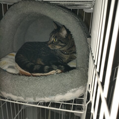 保護猫出身/エアコン/猫風邪/三毛猫/サビ猫/サバトラ/... 朝リップを出してから後に
ケージがガチャ…