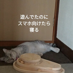 猫オモチャ/猫との暮らし/キャットタワー合体/キャットタワー部品/爪とぎ/キャットタワー/... オモチャで密かに遊んでたサクラに
カメラ…