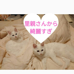 保護猫ハチワレアゴヒゲ面/過酷な野良猫生活/猫との暮らし＆多頭飼い/里親さん、ありがとう/足が痛いよ〜/腰が痛すぎー/... 朝起きて、ニャンズ事して
野良保護ニャン…(7枚目)