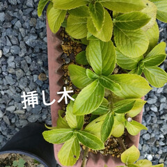 メダカの学校/プルーン　イチジク　レモン/外の植物/痒い痒い/汗だく　外作業 今日も暑いな〜🥵

草取り一回戦30分で…(6枚目)