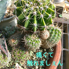 ガーデニング/花のある暮らし/ガーデン雑貨/ガーデニング雑貨/LIMIAガーデニング部/うちのガーデニング/... 昼からずっと外してたら
腰くだけ💦
暖か…