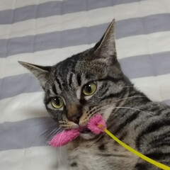 保護猫出身/キジトラ/猫派/LIMIAペット同好会/にゃんこ同好会/100均/... 今日は あちかった💦
布団乾燥機&除湿…
