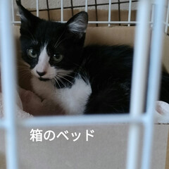 保護猫ハチワレアゴヒゲ面/過酷な野良猫生活/猫との暮らし＆多頭飼い/里親さん、ありがとう/足が痛いよ〜/腰が痛すぎー/... 朝起きて、ニャンズ事して
野良保護ニャン…(1枚目)