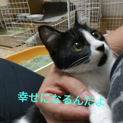 注射がんばりました/猫エイズ白血病検査/保護野良子猫トライアル/猫との暮らし＆多頭飼い　保護猫 9月初めに保護したハチワレうめちゃん😺
…(6枚目)