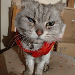 さくらねこ/二度の避妊手術/避妊手術/猫との暮らし/ニャンコ同好会/野良猫 マダニちゃんの お世話完了🐱
行くと …