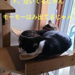 保護猫　子猫/ニャンズの生活/猫との暮らし＆多頭飼い/猫三昧　ねこだらけ 気圧で、あちこちアイタタ😵
洗濯して、毛…(9枚目)