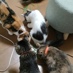 花粉か？/草取り疲れた/ニャンコたまらんな〜/猫との暮らし＆多頭飼い/可愛いニャンズ達 今日は少し暑さがマシで風があったけど
凄…(1枚目)