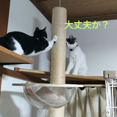 猫　儀式　お風呂/カレー食うな/猫との暮らし＆多頭飼い/保護猫＆サクラ耳猫/個人保護猫活動/こんな事は初めて/... うめ物語②（続き）
金曜日夜も、唸りなが…(9枚目)