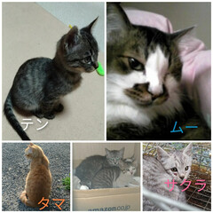 サクラカット/地域猫/避妊手術/どうぶつ基金/保護猫活動支援/悲しい終わりに終わりを/... 中学の時から 沢山の猫と出会い飼い
家を…