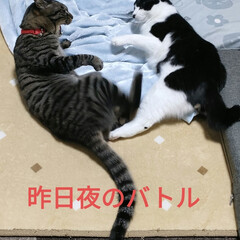 テンVSモーモー/野良猫　保護猫/猫との暮らし&amp;多頭飼い モモが寝てるの見たら、2度見しました🤣
…(7枚目)