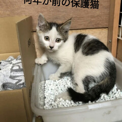 個人保護猫活動/リミア振り返り/ジモティーで空缶/息子宅の犬/猫の世界/猫との暮らし＆多頭飼い　保護猫 なんか　ず〜っと、ナナ😺を見たことあるよ…(2枚目)