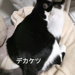 不思議なオジサン猫/ハチワレ子猫保護/猫との暮らし＆多頭飼い/過酷な野良猫生活/保護猫ハチワレアゴヒゲ面/お腹ポンポコリン 白黒ニャンズだらけ💦(6枚目)