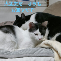 保護猫去勢手術/猫との暮らし＆多頭飼い　保護猫/セリア 昨日は、朝からナナちゃんの去勢手術へ🛵
…(4枚目)