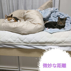 保護猫出身/エアコン/猫風邪/三毛猫/サビ猫/サバトラ/... 朝リップを出してから後に
ケージがガチャ…(3枚目)