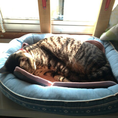 新しいベッド/昼寝/にゃんこ同好会/猫との暮らし/保護猫 チビチビちゃん
新しいベッドで寝てました…(5枚目)