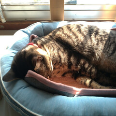 新しいベッド/昼寝/にゃんこ同好会/猫との暮らし/保護猫 チビチビちゃん
新しいベッドで寝てました…(4枚目)