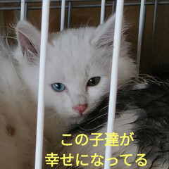 命日　お経本/個人保護猫活動/幸せになった子猫達/とても良い里親さん/猫との暮らし＆多頭飼い/保護猫＆サクラ耳猫/... 先日、シロコの子の男の子と女の子の
里親…(7枚目)