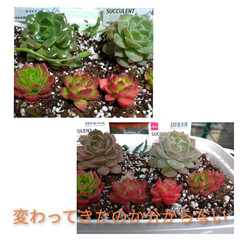 多肉植物/沈丁花/作業/サボテン/ダイソー 多肉ちゃん色は変わったけど
育ってるんだ…