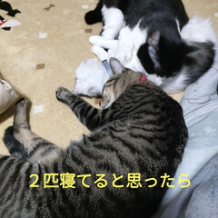 猫の世界/猫との暮らし＆多頭飼い/保護猫＆サクラ耳猫 あぁ、今日も腰が痛い😂
小叔母友が来たの…(5枚目)