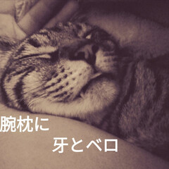 邪魔する猫/猫の歯/猫の毛/大掃除/模様替え/お片付け/... 昨夜は一睡も出来ず
明け方テンが 他の場…