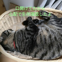 猫との暮らし＆多頭飼い　保護猫/マッサージ揉み返し あぁ、揉み返しが辛い💦

最近女子軍団が…(3枚目)