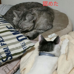 個人保護猫活動/リミア振り返り/ジモティーで空缶/息子宅の犬/猫の世界/猫との暮らし＆多頭飼い　保護猫 なんか　ず〜っと、ナナ😺を見たことあるよ…(4枚目)