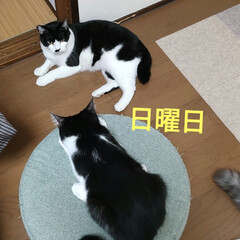 野良猫　保護猫/猫との暮らし&amp;多頭飼い/個人保護猫活動/野良猫　うめ物語/こんな事は初めて/出戻り子猫ちゃん うめ物語③
うめちゃん、金曜日の夕方帰っ…(2枚目)