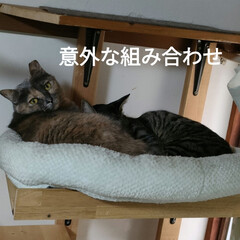 豆乳うどん　うまかった/まるちゃんありがとう/猫の世界/猫との暮らし＆多頭飼い　保護猫 寒くなってきたから、
チロちゃん甘えん坊…(4枚目)