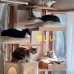 猫との暮らし&amp;多頭飼い/野良猫　保護猫 今日は寝起きからモーモー&amp;ナナケージの
…(9枚目)